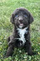 Molly, a female Labradoodle for sale in Lenoir, NC – 6 of 7