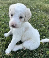 Holly, a female Labradoodle for sale in Lenoir, NC – 6 of 9