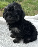 Fanny, a female Poodle - Toy  for sale in Lenoir, NC – Photo 6 of 7