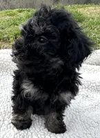 Fanny, a female Poodle - Toy  for sale in Lenoir, NC – Photo 4 of 7