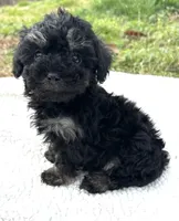 Fanny, a female Poodle - Toy  for sale in Lenoir, NC – Photo 3 of 7
