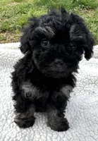 Fanny, a female Poodle - Toy  for sale in Lenoir, NC – Photo 2 of 7