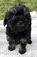 Fanny, a female Poodle - Toy  for sale in Lenoir, NC – Photo 7 of 7