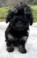 Fanny, a female Poodle - Toy  for sale in Lenoir, NC – Photo 5 of 7