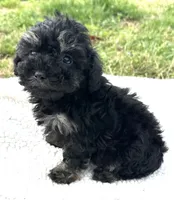 Fanny, a female Poodle - Toy  for sale in Lenoir, NC – Photo 1 of 7