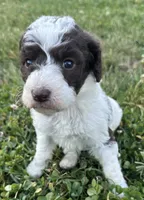 Lolli, a female Labradoodle for sale in Lenoir, NC – 2 of 9