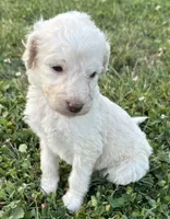 Dolly, a female Labradoodle for sale in Lenoir, NC – 2 of 9