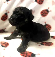 Fanny , a female Poodle - Toy  for sale in Lenoir, NC – Photo 4 of 4