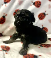 Fanny , a female Poodle - Toy  for sale in Lenoir, NC – Photo 3 of 4