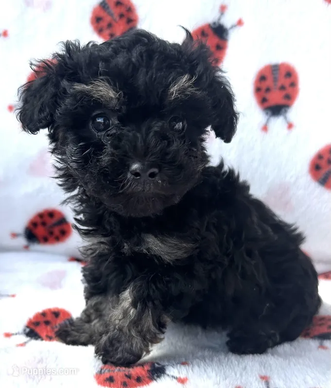 Fanny  – Poodle - Toy  puppy for sale in Lenoir, NC