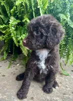 Molly, a female Labradoodle for sale in Lenoir, NC – 9 of 10