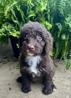 Molly, a female Labradoodle for sale in Lenoir, NC – 4 of 10