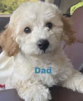 Gertie, a female Cavapoo for sale in Lenoir, NC – 6 of 6