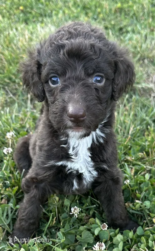 Molly – Labradoodle puppy for sale in Lenoir, NC