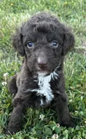 Molly, a female Labradoodle for sale in Lenoir, NC – 1 of 7