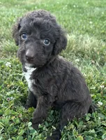 Molly, a female Labradoodle for sale in Lenoir, NC – 5 of 7