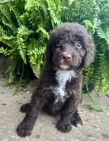Molly, a female Labradoodle for sale in Lenoir, NC – 3 of 10