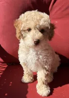 Boojee, a female Poodle - Toy  for sale in Lenoir, NC – 3 of 9