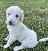 Holly, a female Labradoodle for sale in Lenoir, NC – 9 of 9