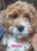 Gertie, a female Cavapoo for sale in Lenoir, NC – 5 of 6