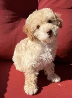 Boojee, a female Poodle - Toy  for sale in Lenoir, NC – 5 of 9