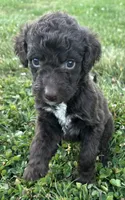 Molly, a female Labradoodle for sale in Lenoir, NC – 3 of 7