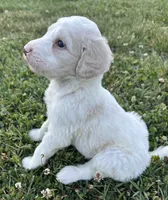 Holly, a female Labradoodle for sale in Lenoir, NC – 5 of 9