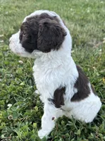 Lolli, a female Labradoodle for sale in Lenoir, NC – 4 of 9