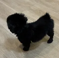 Zen, a female Poodle - Toy  for sale in Lenoir, NC – Photo 3 of 3