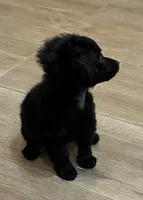 Zen, a female Poodle - Toy  for sale in Lenoir, NC – Photo 2 of 3