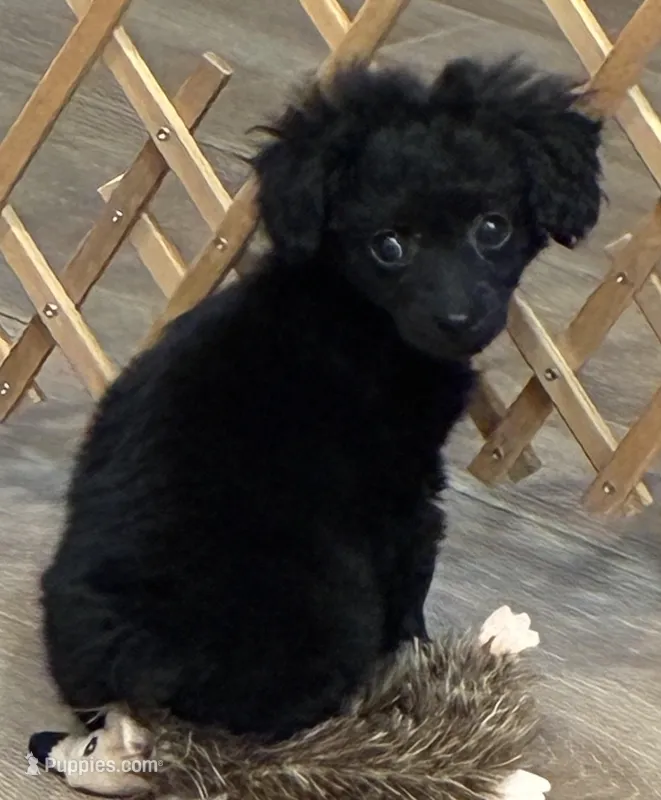 Zen – Poodle - Toy  puppy for sale in Lenoir, NC