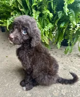 Molly, a female Labradoodle for sale in Lenoir, NC – 6 of 10