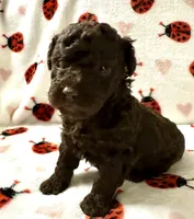 Boco, a male Poodle - Toy  for sale in Lenoir, NC – Photo 3 of 4