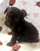 Boco, a male Poodle - Toy  for sale in Lenoir, NC – Photo 2 of 4