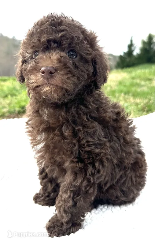 Boco – Poodle - Toy  puppy for sale in Lenoir, NC