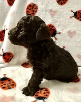 Boco, a male Poodle - Toy  for sale in Lenoir, NC – Photo 4 of 4