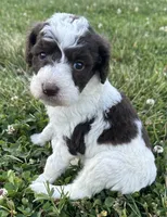 Lolli, a female Labradoodle for sale in Lenoir, NC – 8 of 9