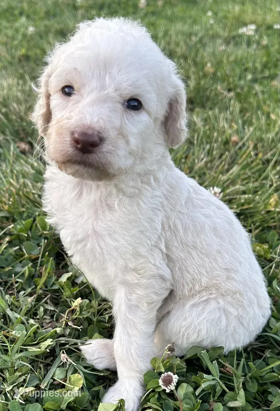 Dolly – Labradoodle puppy for sale in Lenoir, NC