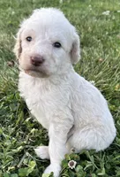 Dolly, a female Labradoodle for sale in Lenoir, NC – 1 of 9