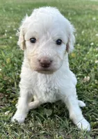 Dolly, a female Labradoodle for sale in Lenoir, NC – 6 of 9