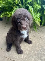 Molly, a female Labradoodle for sale in Lenoir, NC – 8 of 10