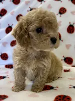 Polly, a female Cavapoo for sale in Lenoir, NC – Photo 8 of 10