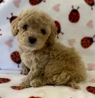 Polly, a female Cavapoo for sale in Lenoir, NC – Photo 1 of 10