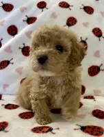 Polly, a female Cavapoo for sale in Lenoir, NC – Photo 2 of 10