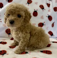 Polly, a female Cavapoo for sale in Lenoir, NC – Photo 6 of 10