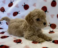 Polly, a female Cavapoo for sale in Lenoir, NC – Photo 9 of 10