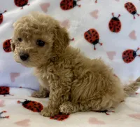 Polly, a female Cavapoo for sale in Lenoir, NC – Photo 10 of 10