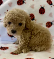 Polly, a female Cavapoo for sale in Lenoir, NC – Photo 4 of 10