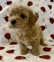 Polly, a female Cavapoo for sale in Lenoir, NC – Photo 7 of 10