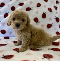 Polly, a female Cavapoo for sale in Lenoir, NC – Photo 5 of 10